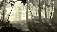 FOREST MEADOW